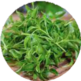 Phytomineral Cream