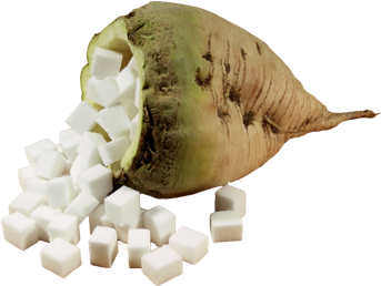 Limited Edition - Clean and Pure