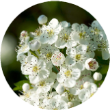 Aqua Floral Cleansing Makeup Remover