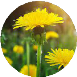 Phytomineral Cream
