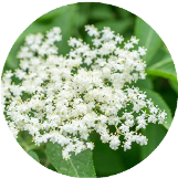 Botanical O2 Cream